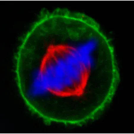 [GEN-LM-TMS-MIX-B] Tube holder for TMS200 MIX-B, 24 x 0.5 mL